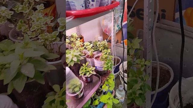 #plants #дача Петунии и однолетники готовлю на продажу