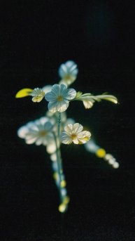 Universe of Feelings