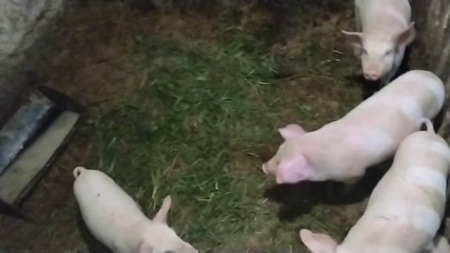 Каждое утро начинается одинаково.