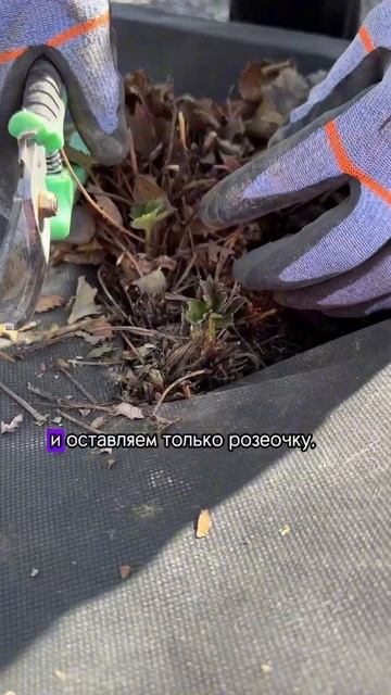 Обязательно убирает листву на клубнике #агроном #garden #?