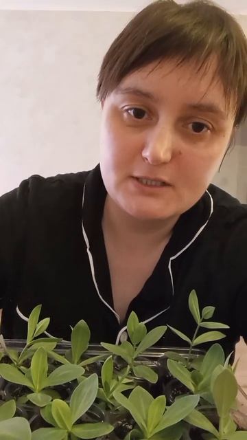 Пересадка Эустомы. Модный типа сейчас цветок. Пробова?
