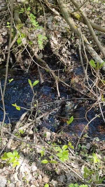 Весенний лес