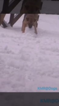 Снежный скульптор☃️😂 ( видео про собак )