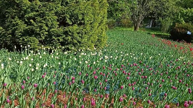 "Бицевский лес " лесопарк, яркая красота тюльпанов, пасека с трудягами пчелами в экоцентре лесопарка