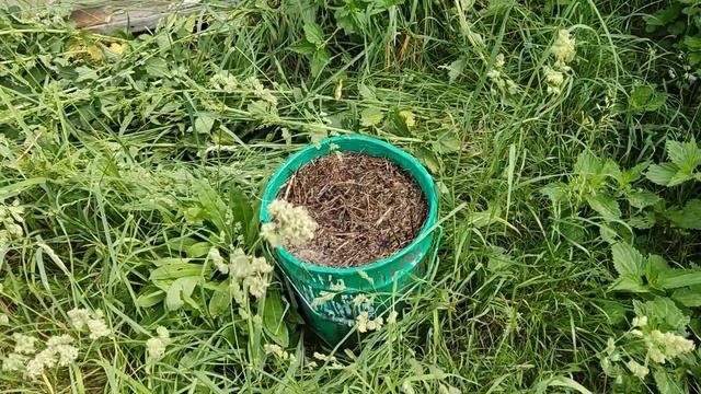 Природное удобрение и раствор для ПОДКОРМКИ растений!