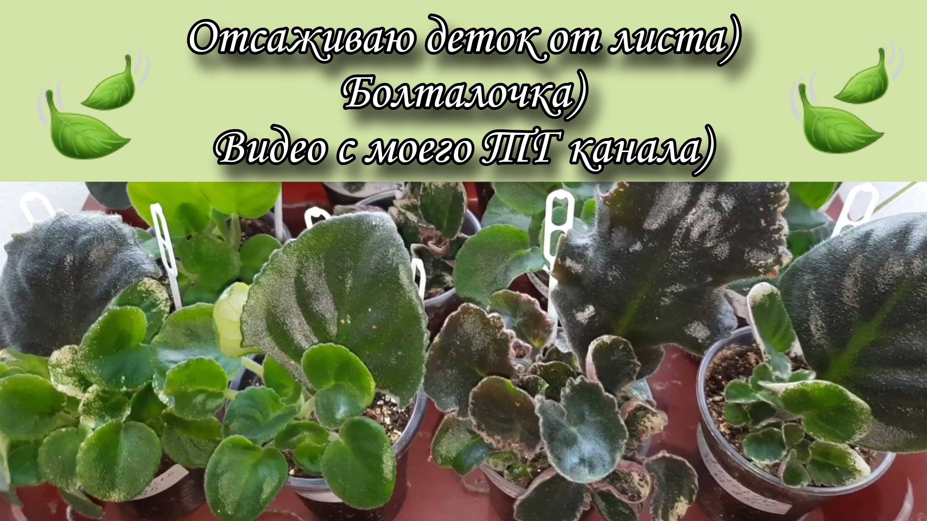 Отсаживаю детки фиалки от листа! Болталочка) Видео с моего ТГ канала)