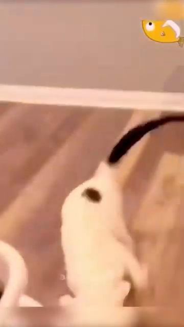 Animals That Will Instantly Cheer You Up 53