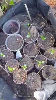 Уссурийскме груши для подвоев для севера.