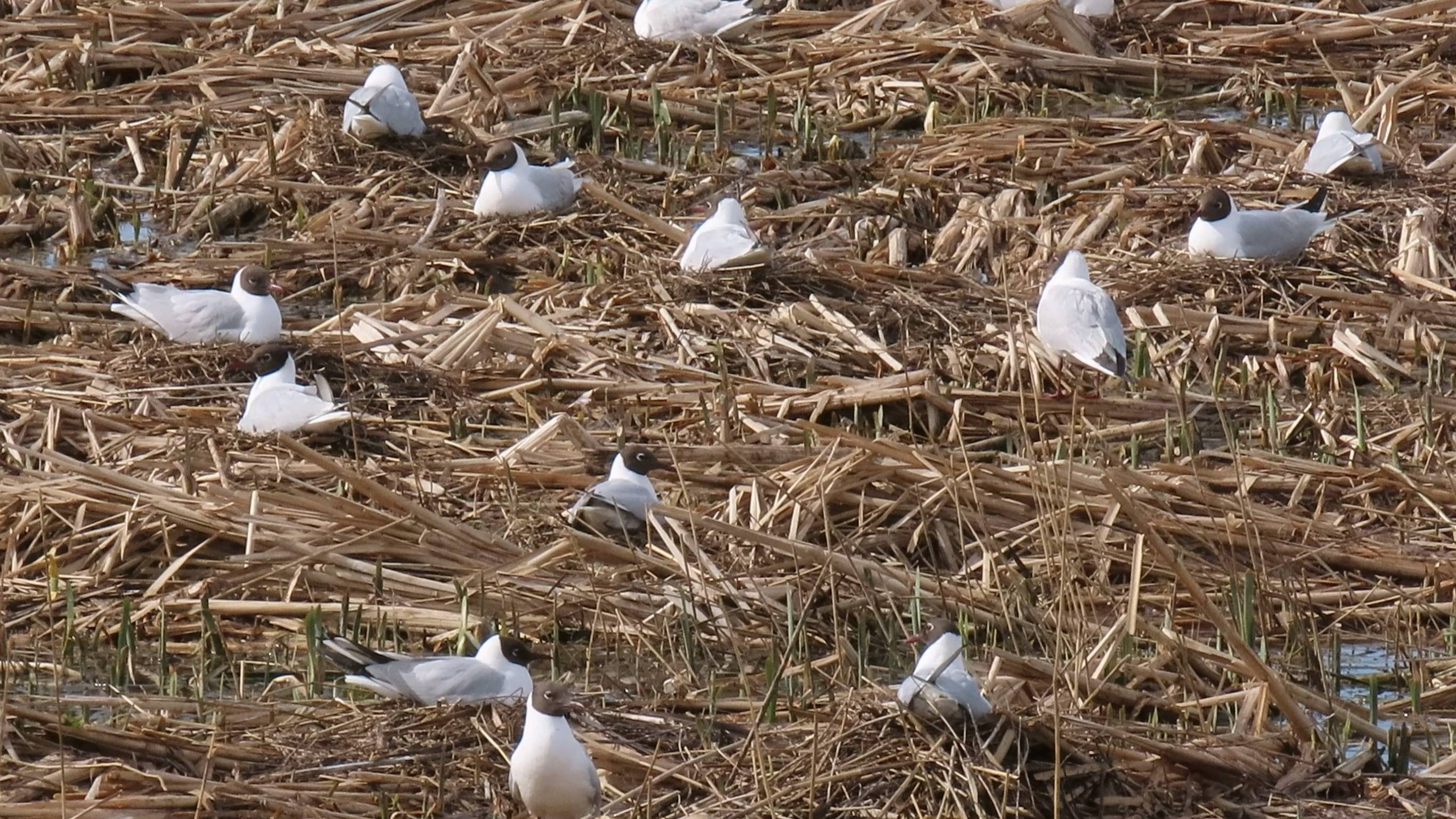 Озерные чайки (Larus ridibundus)