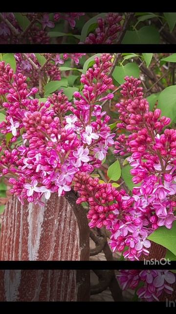 06-05-2025 утренняя цветочная прогулка