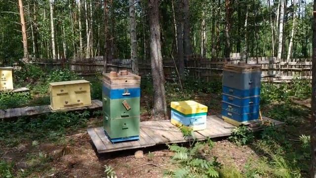 пасека июнь для ютуб09
