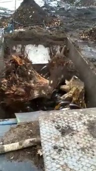 Переработка корчей на мульчу от ООО "Экосэнд"