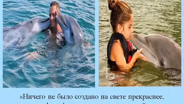 Видеоролик посвященный дню китов и дельф