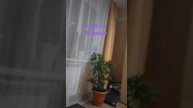 названия растений,#цветы#дом#свежесть#уют__в_домк
