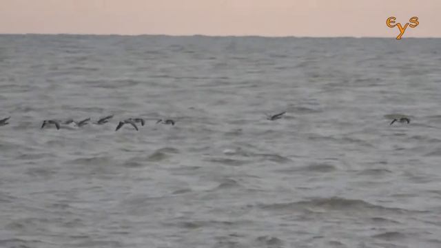 Казарки над морем / Barnacle geese above the waters of White Sea