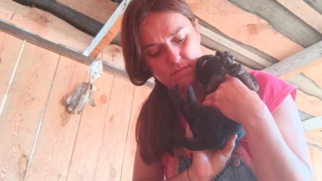 12 дней щенкам немецкой длинношерстной овчарки