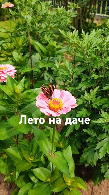#дача #лето #купилидачу #летонадаче #цветы #garden #благоус