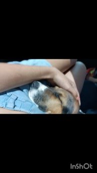 сегодня Баю( моей собаке) 1 год.
с днём рождения ушастик