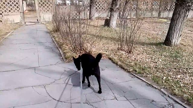 Гуляем Шурика