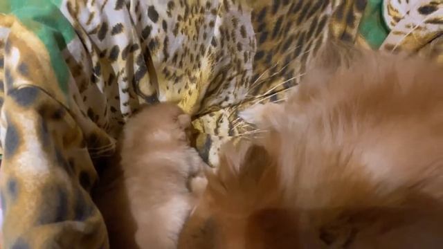 Мои питомцы: Шпиц Магдалина и ее щеночек Крисмес/21.01.21/19:20/Саратов