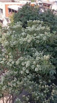 красивое цветущее дерево Альстония #цветы #экзо #расте