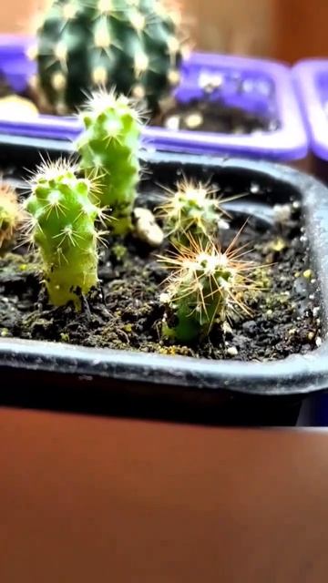 Как выросли кактусы из семян за 4 месяца! #ПроЦветочкиВ
