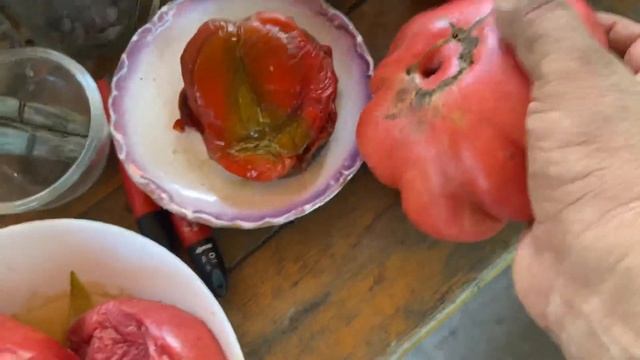 Начался сбор урожая и заготовки семян томатов.
