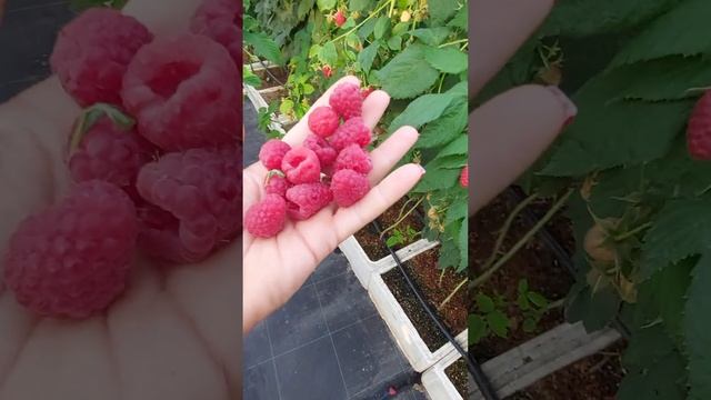 Малина Прималба. Один из самых ранних и вкусных ремонт