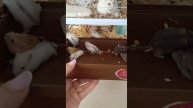 Джунгарские хомячки