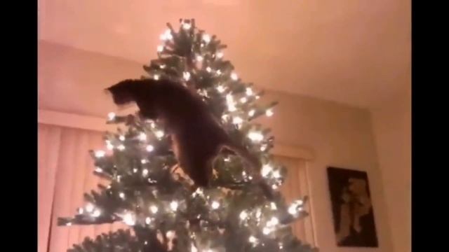 NEBULA - Приколы с Животными [Подборочка]