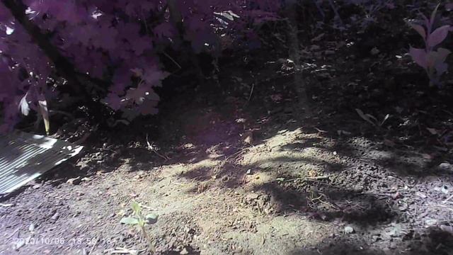 залез в чужой огород и спалился КОТаСОВка CatOwl