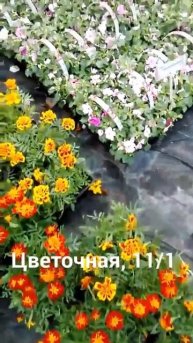 Садовый центр "Флоранж" на Цветочной, 11/1