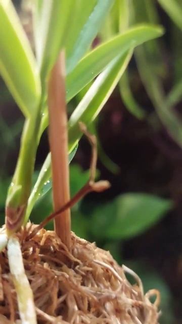 Как чувствует себя неофинетия через год после пересад