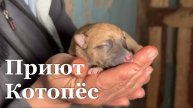 В Свердловском приюте «Котопёс» появилась модульная операционная