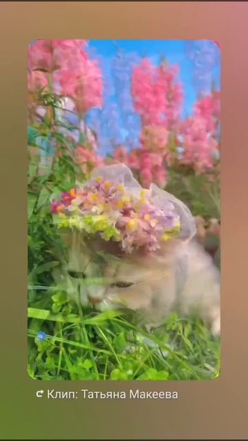 #доброеутро #природа #мир #рек#котики #музыкальнаяоткрытка подписка лайки