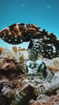 ОСЬМИНОГИ ядовитые существа, а зрение у них лучше, чем у ОРЛА😳#Shorts