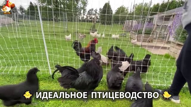 Идеальное птицеводство достойно восхищения 🐓🦆🦢🦚🦃🐔 эпизод (175)
