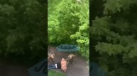 Во Львове ТЦК уволокли мужчину, который застрял ногой в заборе.