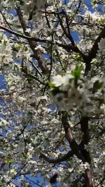 Наш орловский сад  ecoapple