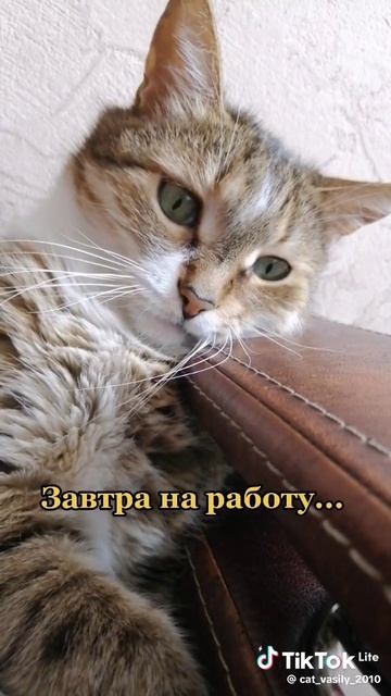 Завтра на работу