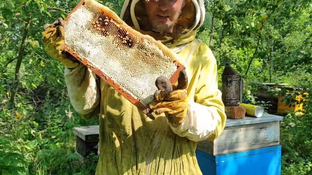 Пчеловодство. Взяток в разгаре, пора откачивать мёд.Как пчёлы работают на медосборе #пчёлы #медосбо