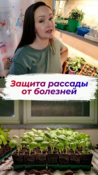 Защита рассады от болезней