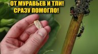 МУРАВЬИ ИСЧЕЗЛИ НАВСЕГДА! Этот забытый СОВЕТСКИЙ МЕТОД работает даже спустя 50 лет!