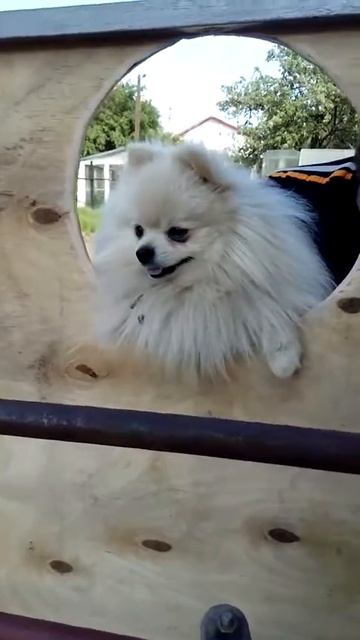 Шпиц.