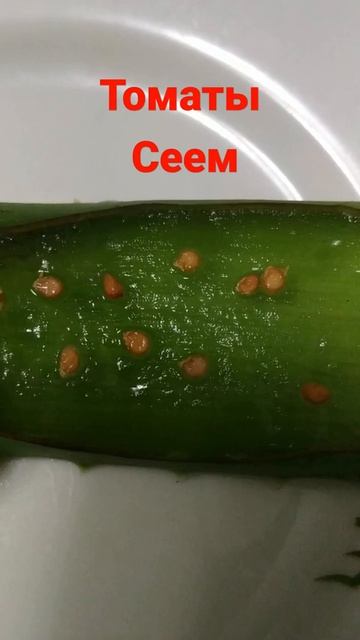 Всходят даже старые семена.