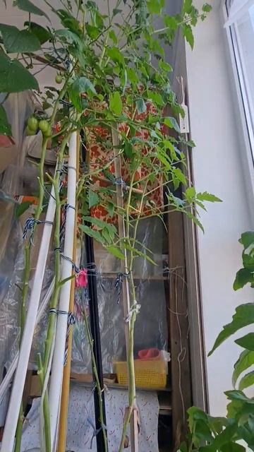 домашние сады) урожай на балконе #садимдома #огород #ог