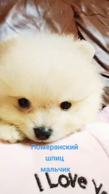 померанский шпиц мальчик