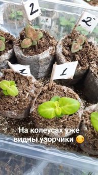 колеус потихонечку растет #shortvideo#shorts#цветы#колеус#всх