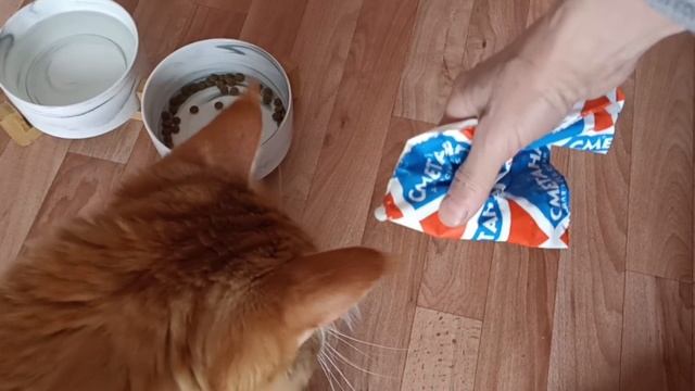 Ой, опять сметанкой угощают, прям балуют меня, люблю своих хозяев мяу
