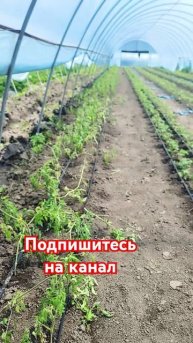 Как выращивать томаты. Помидоры. #балаган #клубника #те